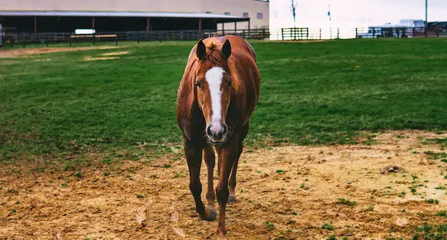 How Dexamethasone Works in Horses?