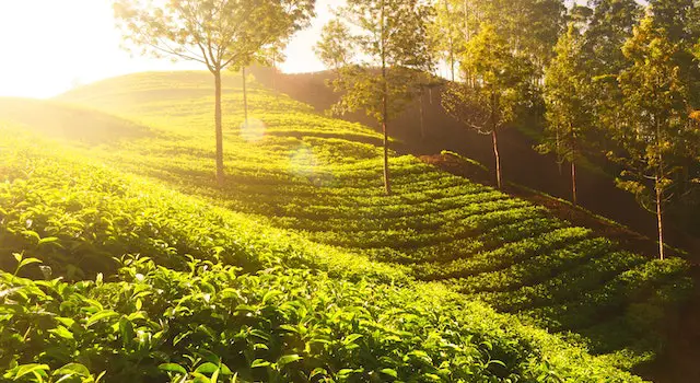 Factors Affecting The Effectiveness Of Tea Tree Oil